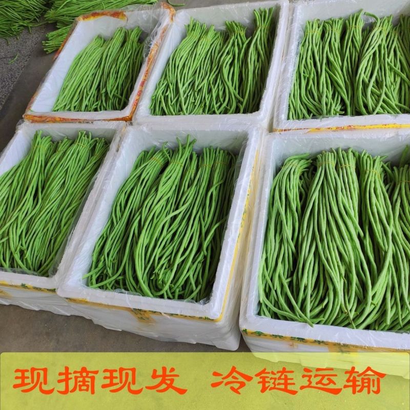 湖北新鲜长豆角青条豆角缸豆支持泡水加冰打冷