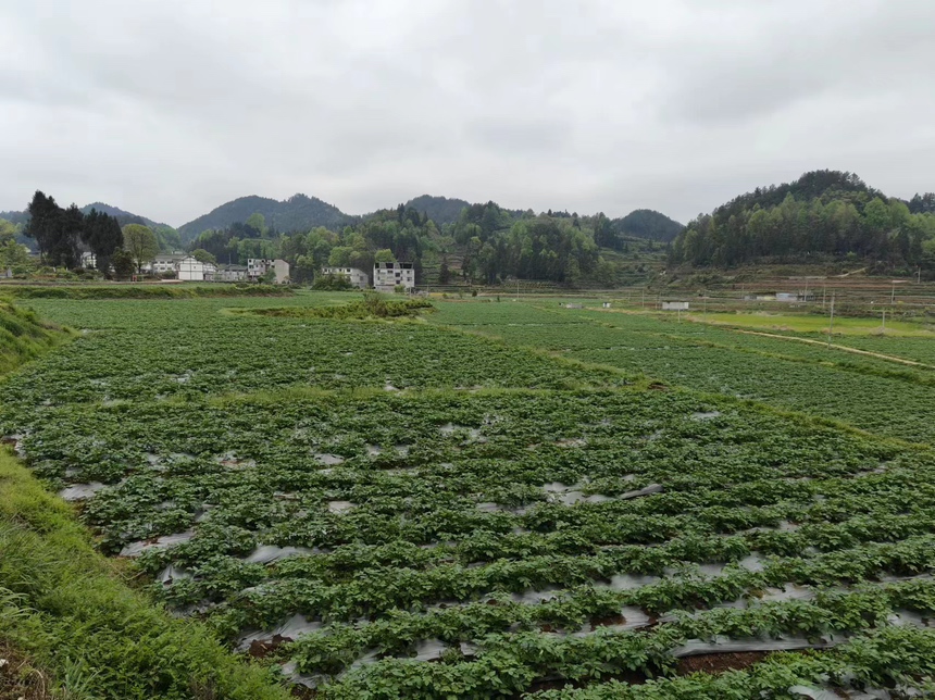 蚕豆地膜覆盖种植技术展示 蚕豆地膜覆盖种植示意图