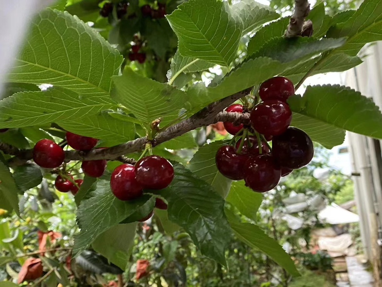 车厘子果园实景