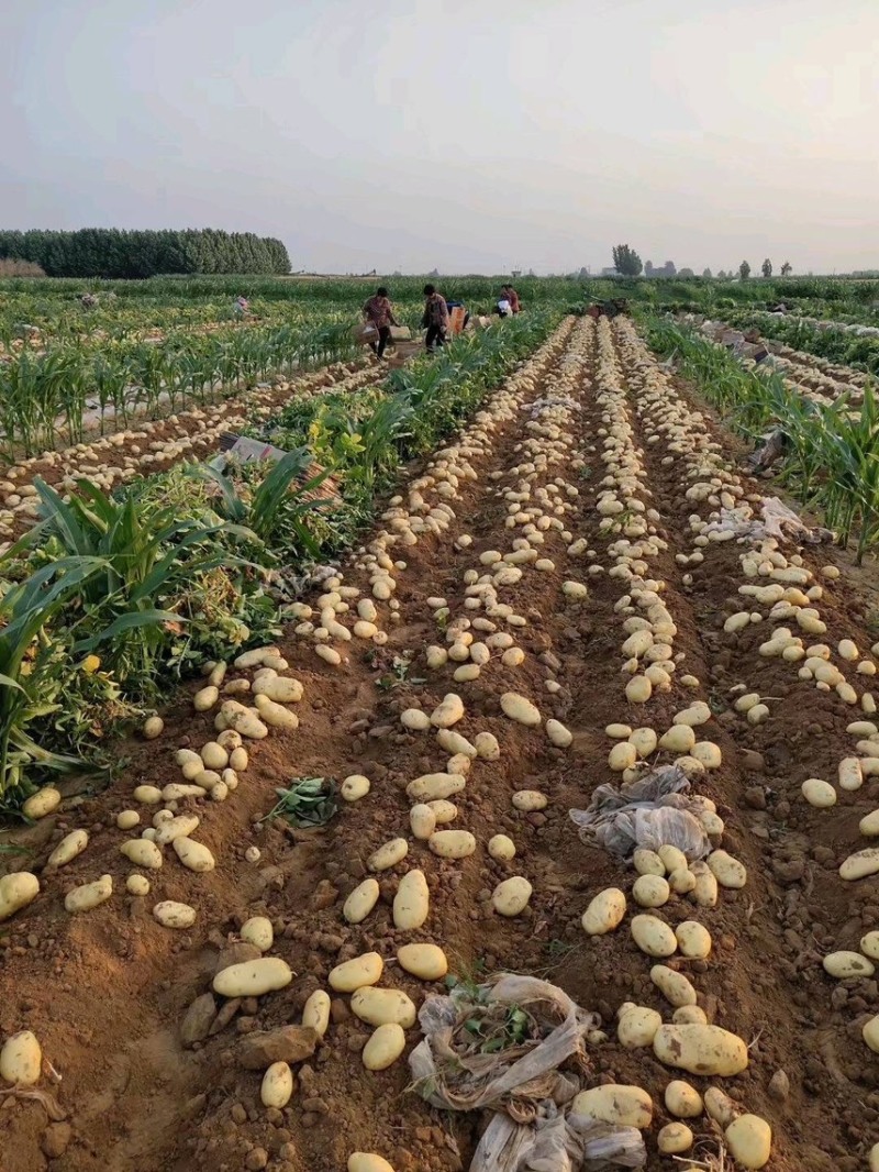 精品土豆，沃土，荷兰15系列大量有货，代发全国。