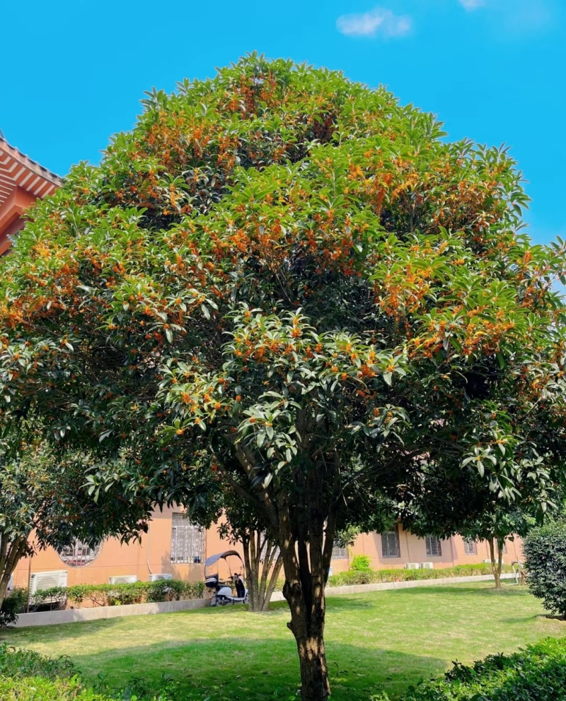 桂花树成树