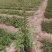 绢毛蔷薇