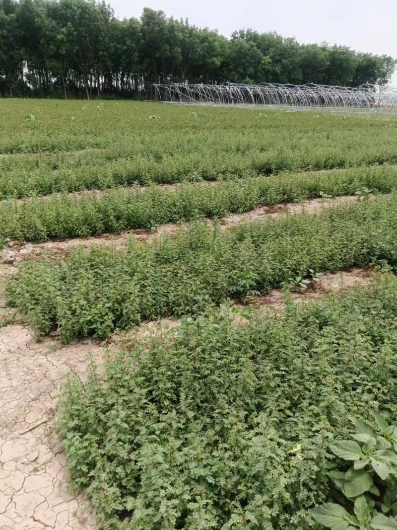 绢毛蔷薇