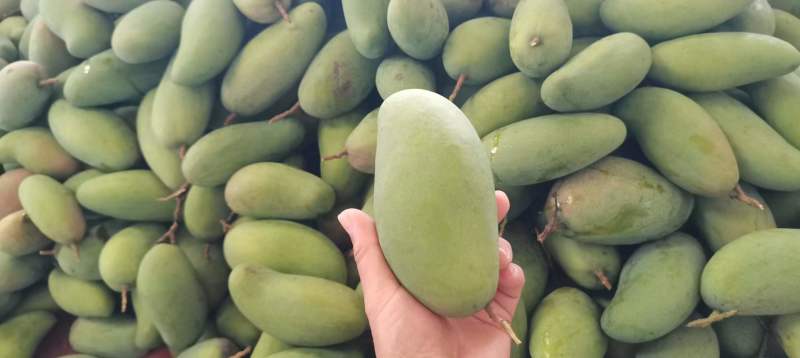 百色金煌芒果带箱5斤净果4斤7-10个果落地配