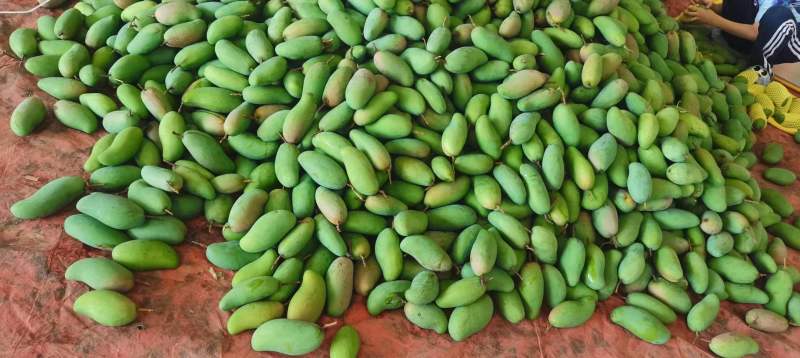 百色金煌芒果带箱5斤净果4斤7-10个果落地配
