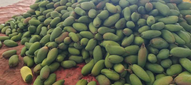 百色金煌芒果带箱5斤净果4斤7-10个果落地配