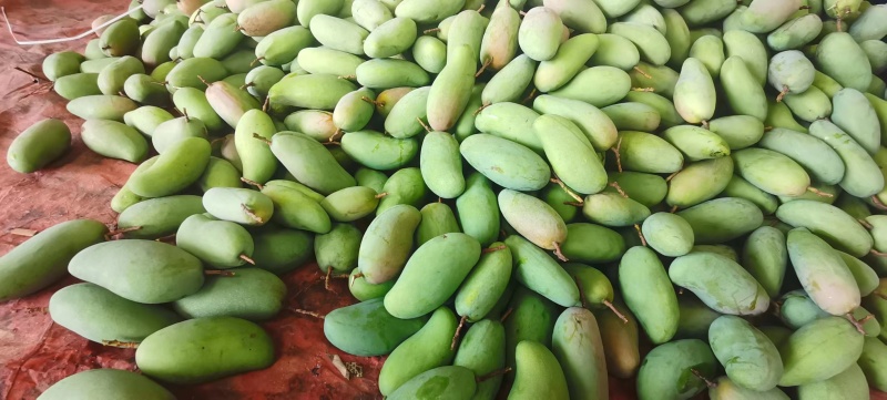 百色金煌芒果带箱5斤净果4斤7-10个果落地配