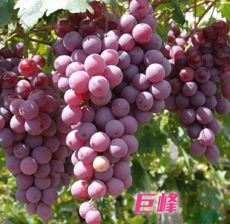 巨峰葡萄汁水直甜口感好一手货源量大从优欢迎采购