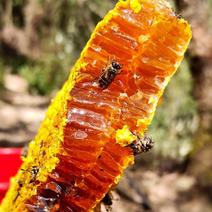 野生纯蜂蜜，自家放山上的野生蜂蜜，货真价实