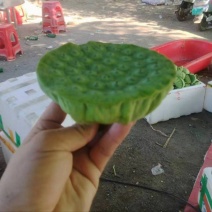 今年新出新鲜水果莲蓬青莲蓬嫩莲蓬大量供应基地发货