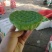 今年新出新鲜水果莲蓬青莲蓬嫩莲蓬大量供应基地发货