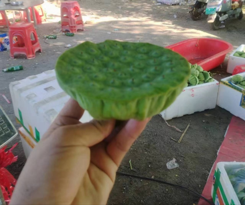 今年新出新鲜水果莲蓬青莲蓬嫩莲蓬大量供应基地发货