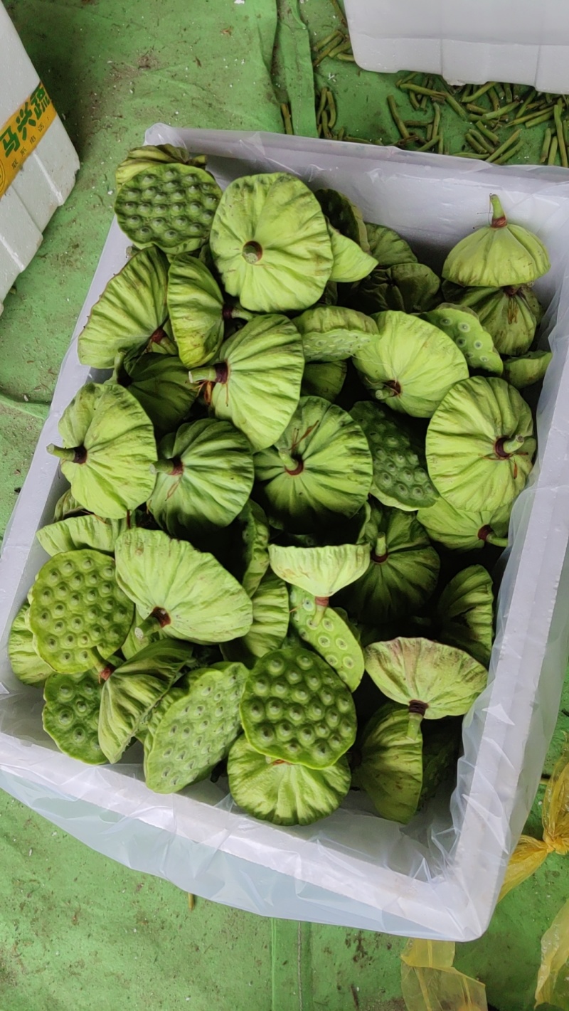 今年新出新鲜水果莲蓬青莲蓬嫩莲蓬大量供应基地发货