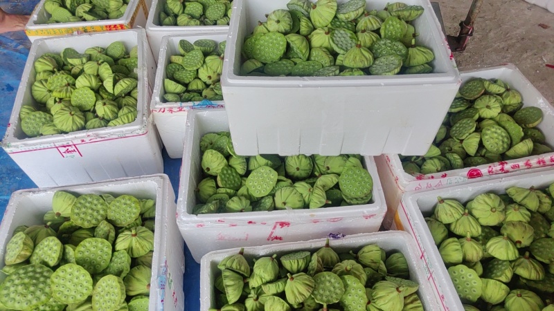 今年新出新鲜水果莲蓬青莲蓬嫩莲蓬大量供应基地发货
