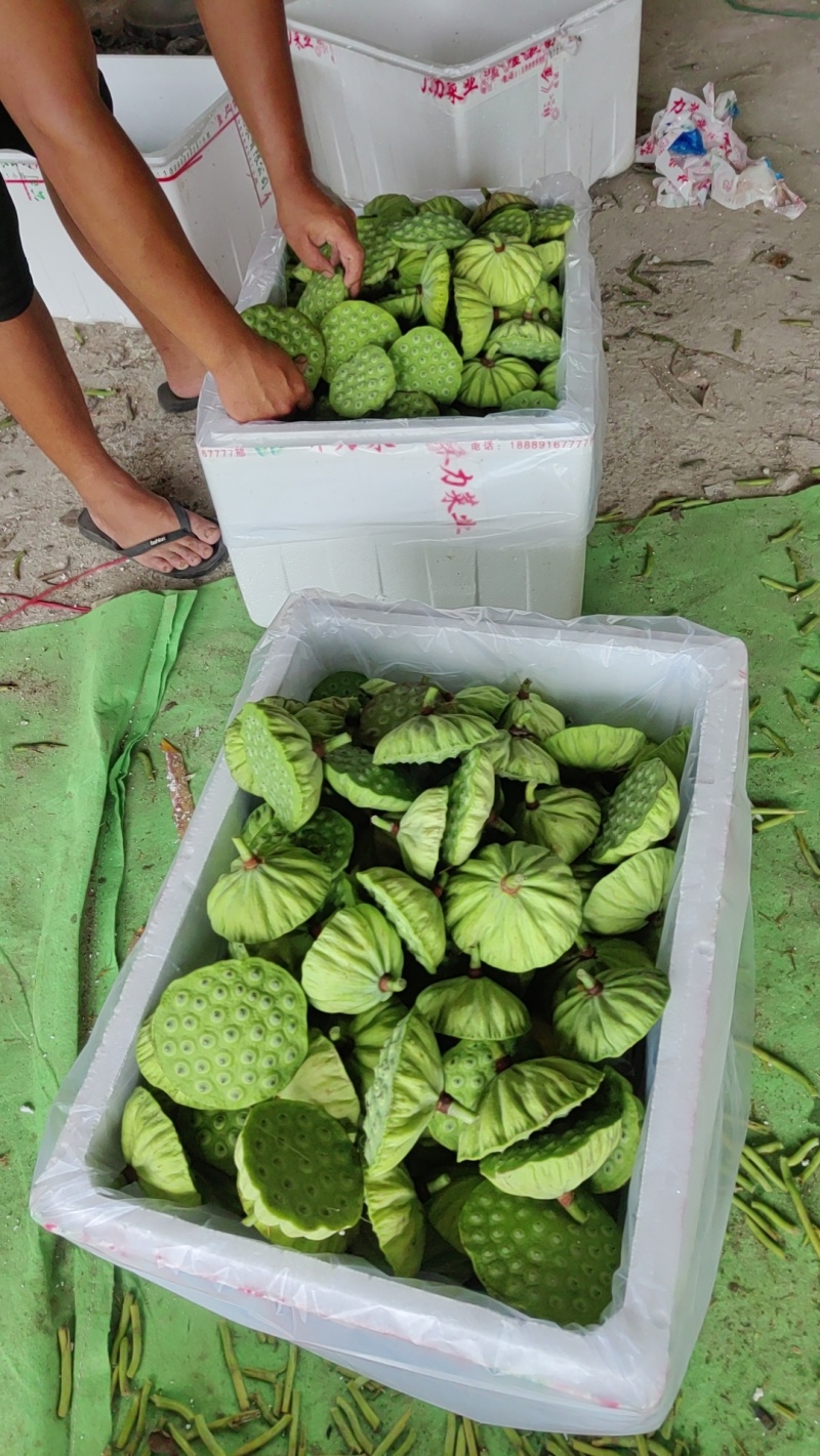 今年新出新鲜水果莲蓬青莲蓬嫩莲蓬大量供应基地发货