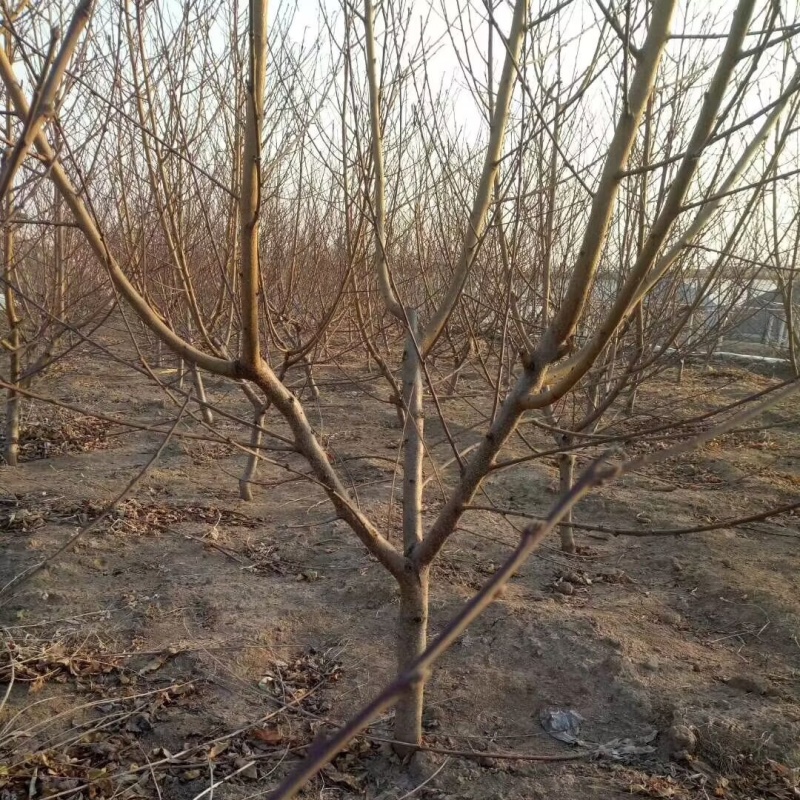 中华血桃苗（大果型毛桃）品种纯真基地现起现发货成活率高