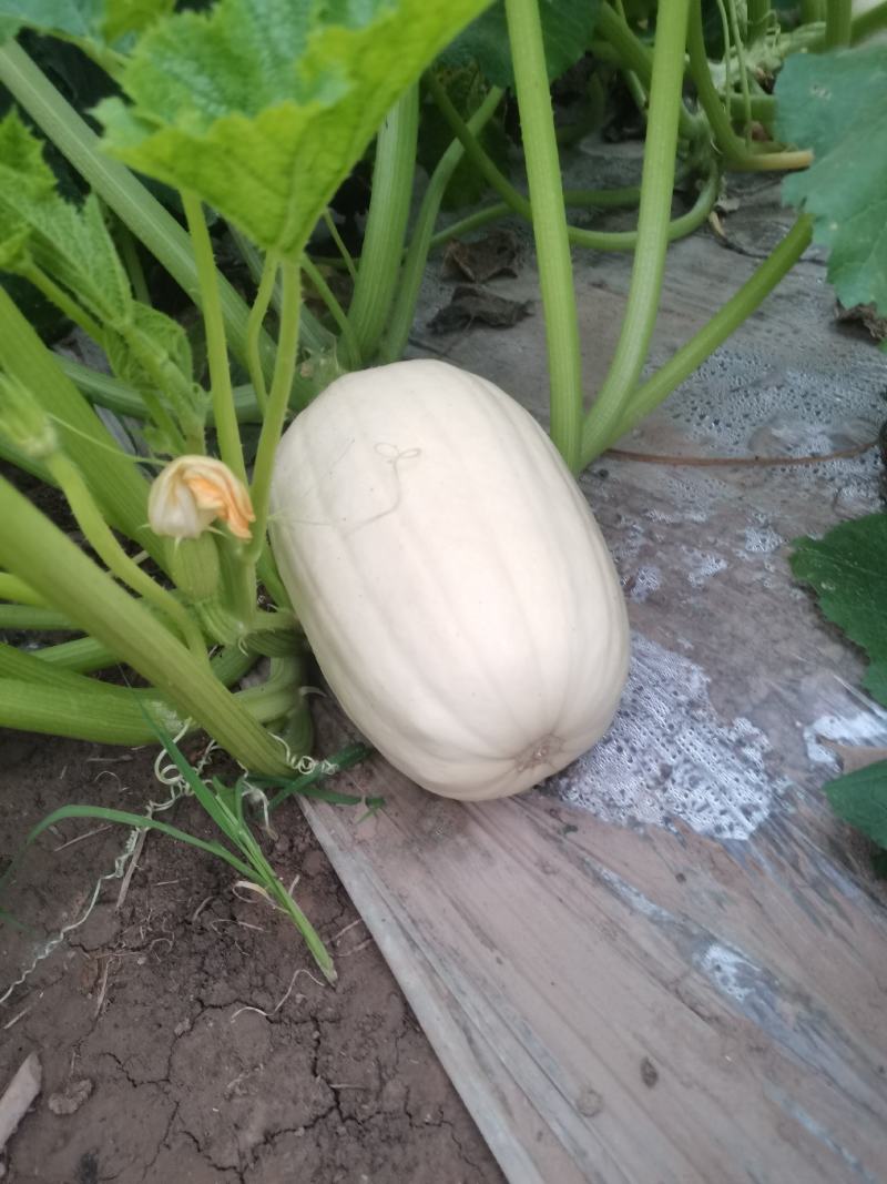 搅瓜
