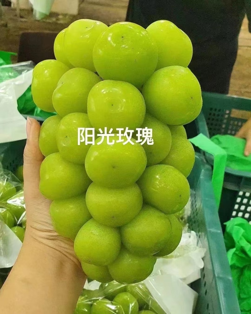 《阳光玫瑰葡萄》湖北葡萄可供商超、市场、电商量大从优