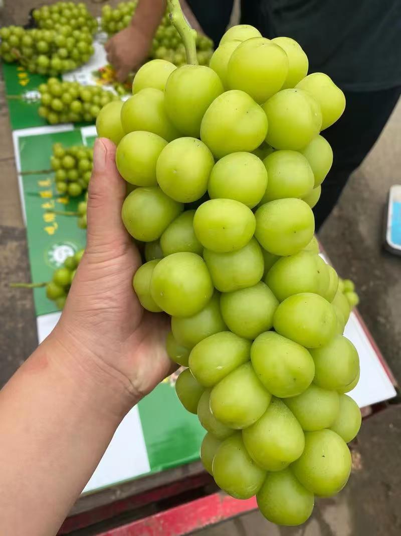 《阳光玫瑰葡萄》湖北葡萄可供商超、市场、电商量大从优