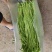 原产地长豆角大量现货，长度65-80厘米，欢迎订购！