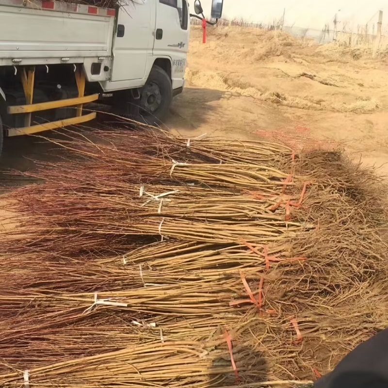 春雪毛桃树苗基地现起现发耐寒新品种桃树苗辽宁果树苗