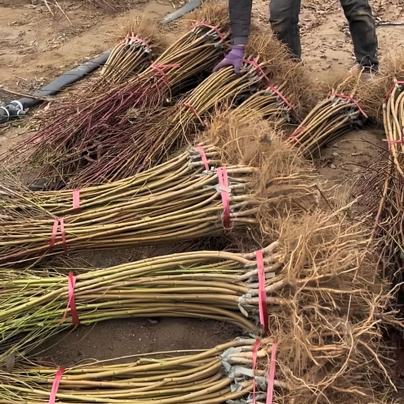 春雪毛桃树苗基地现起现发耐寒新品种桃树苗辽宁果树苗