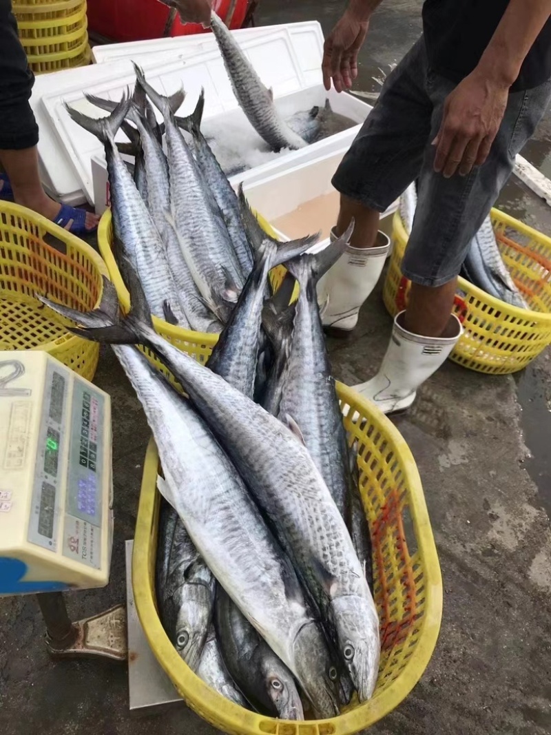 马胶鱼片湛江特产马胶鱼片原味淡味可定制长期供应批发