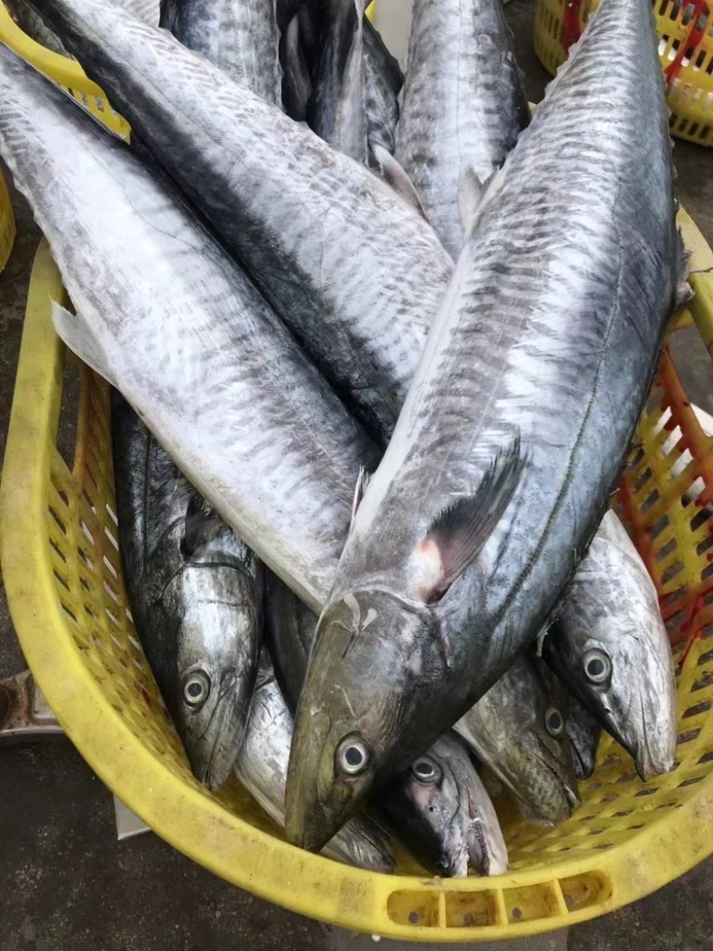 马胶鱼片湛江特产马胶鱼片原味淡味可定制长期供应批发
