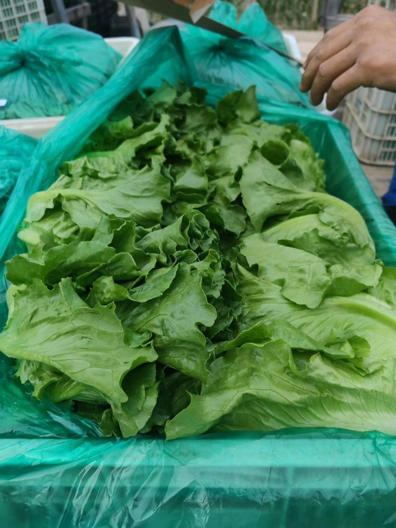 内黄生菜意大利生菜产地直发货源充足欢迎致电