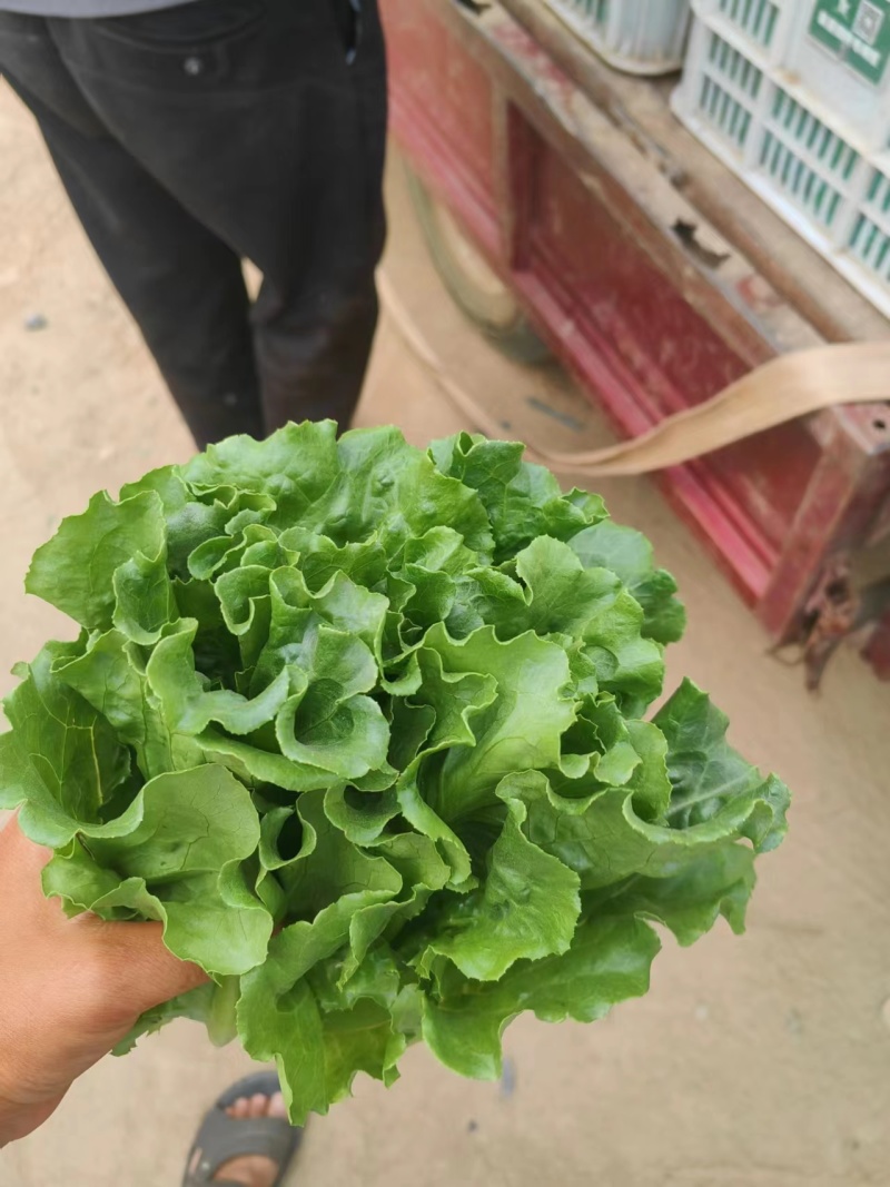 内黄生菜意大利生菜产地直发货源充足欢迎致电