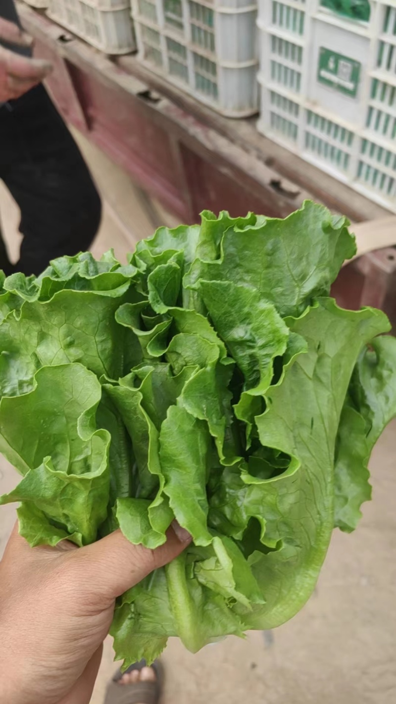 内黄生菜意大利生菜产地直发货源充足欢迎致电