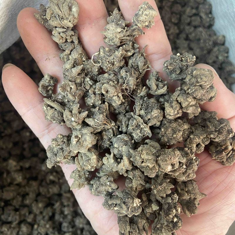 猫爪草