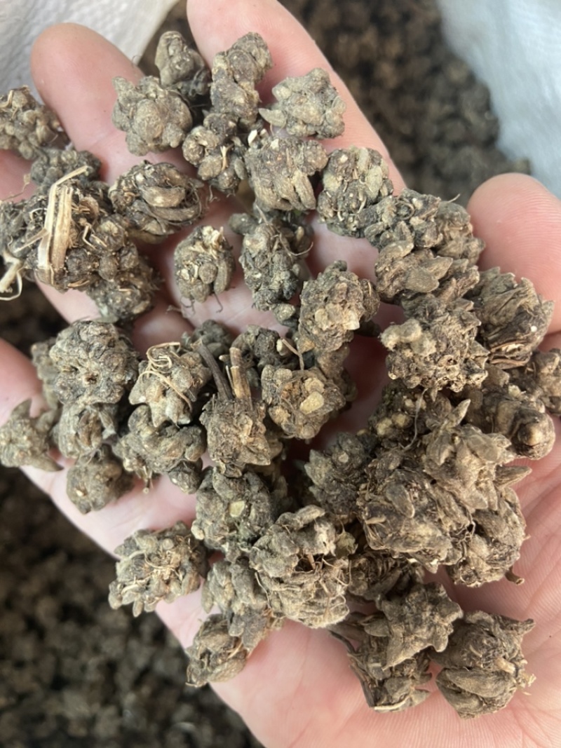 猫爪草