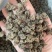 猫爪草