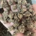 猫爪草