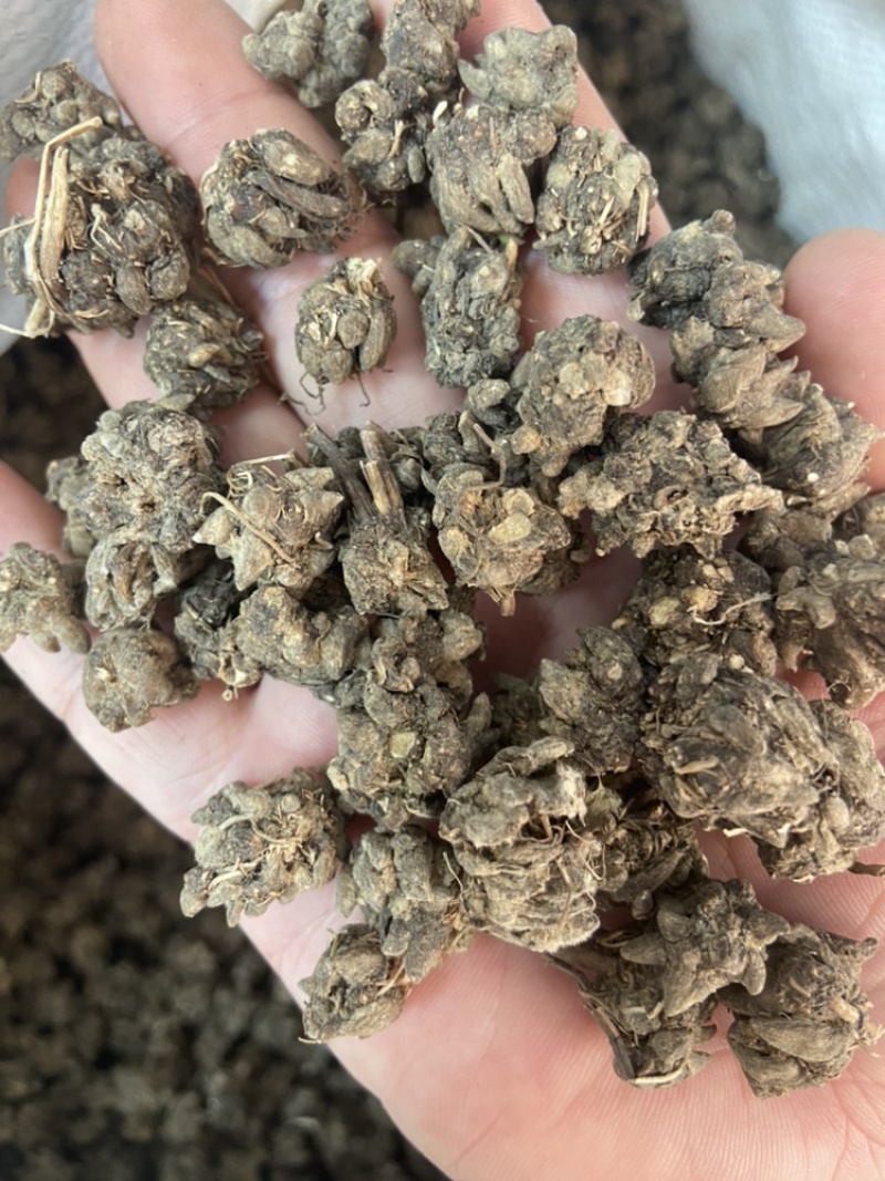 猫爪草