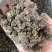 猫爪草