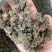 猫爪草