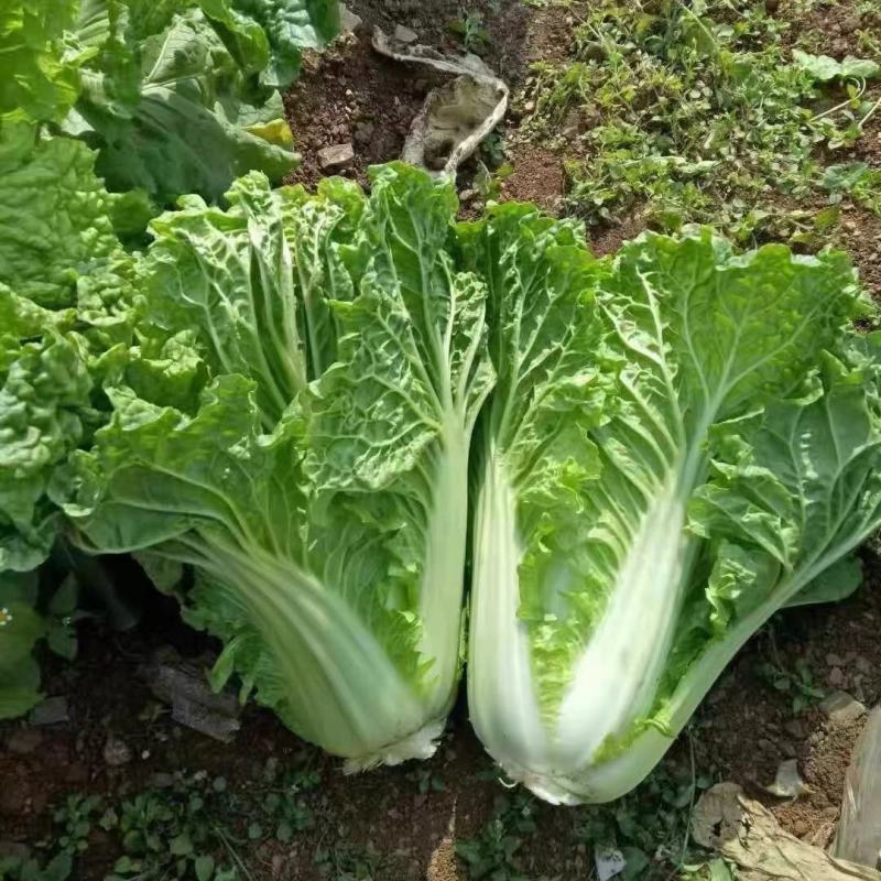 麻叶菜毛白菜高山种植支持产地看货欢迎咨询订购