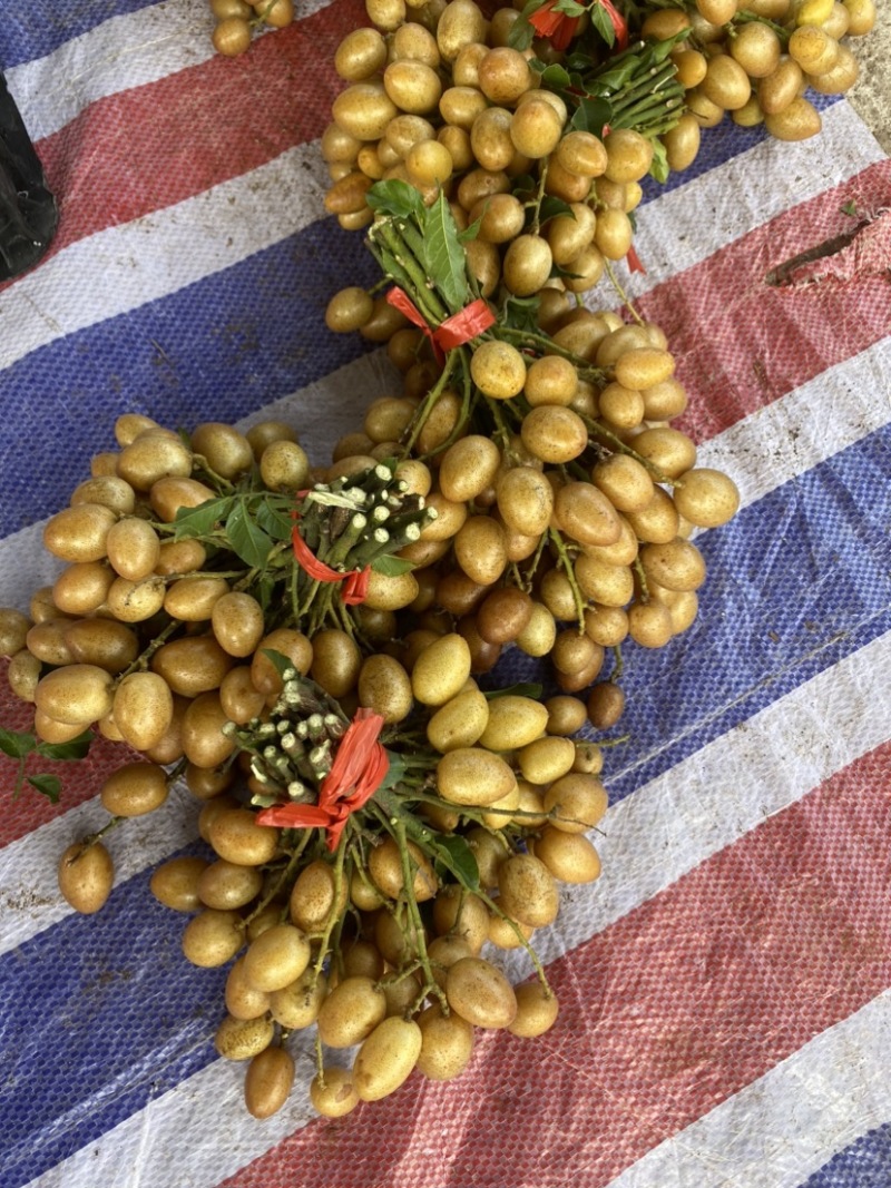 广东茂名鸡心黄皮果6月中旬上市产地直供品质保证