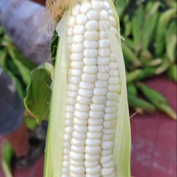 绵阳白糯玉米2000188工厂货电商货大量发货。
