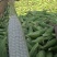 绵阳白糯玉米2000188工厂货电商货大量发货。