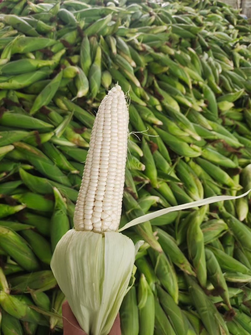 绵阳白糯玉米2000188工厂货电商货大量发货。
