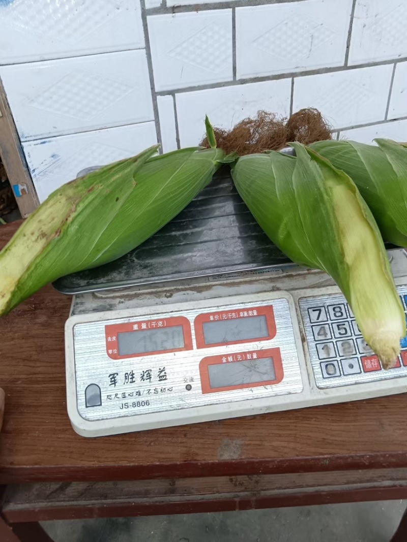 绵阳白糯玉米2000188工厂货电商货大量发货。