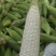 绵阳白糯玉米2000188工厂货电商货大量发货。