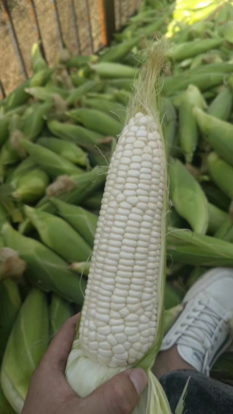 绵阳白糯玉米2000188工厂货电商货大量发货。