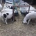 农家无饲料羔羊（无中间商）
