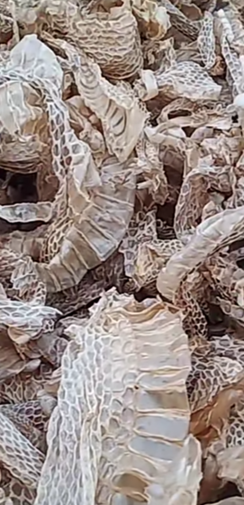 蛇蜕龙衣蛇皮水洗干净无沙土一手货源欢迎采量大从优