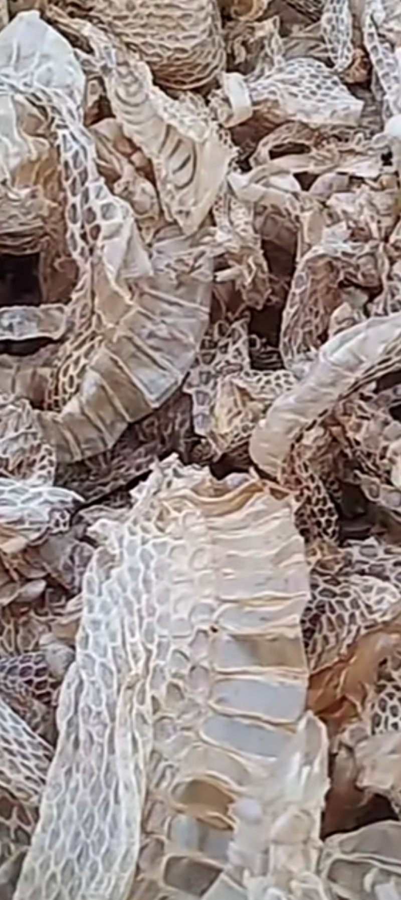 蛇蜕龙衣蛇皮水洗干净无沙土一手货源欢迎采量大从优