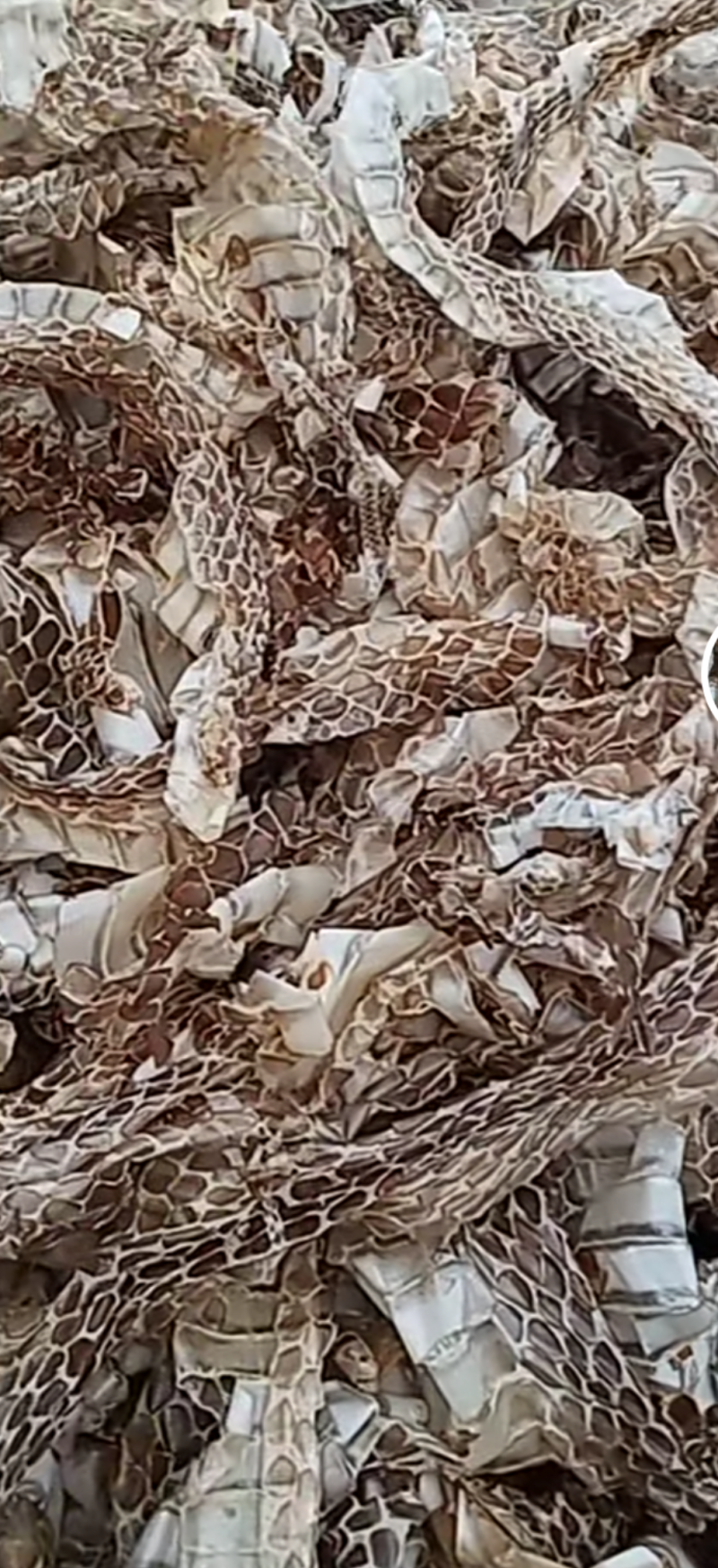蛇蜕龙衣蛇皮水洗干净无沙土一手货源欢迎采量大从优